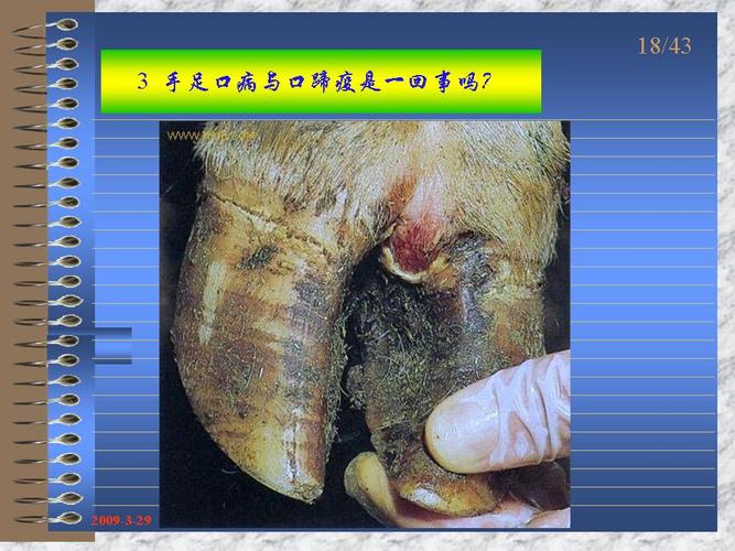 这就是口蹄疫的表现.以水泡破裂,形成溃烂为主. (待续)