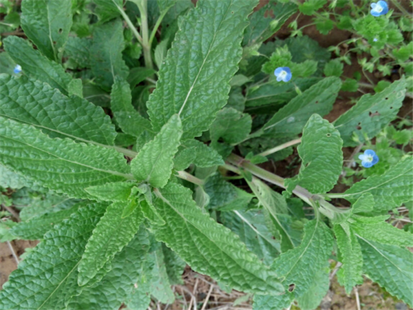 蛤蟆草的功效与作用