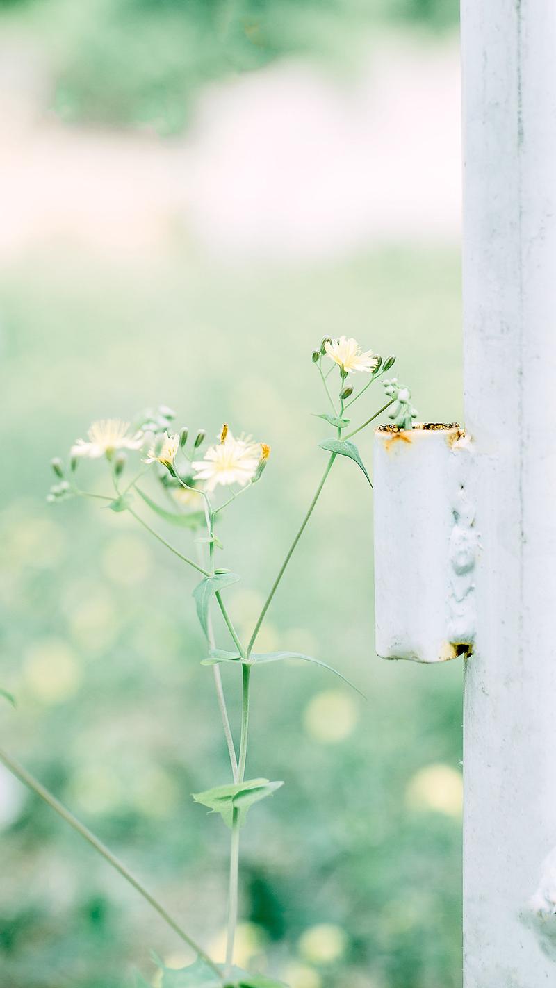 绿色小清新植物高清手机壁纸