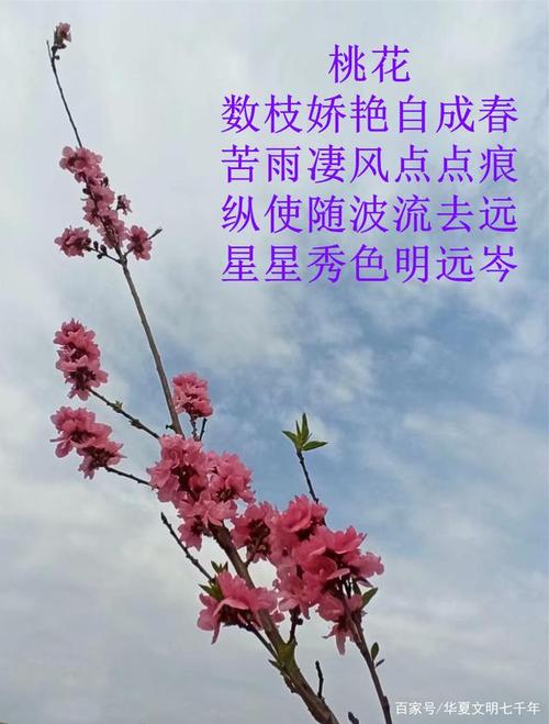 一组描写桃花的诗歌配图