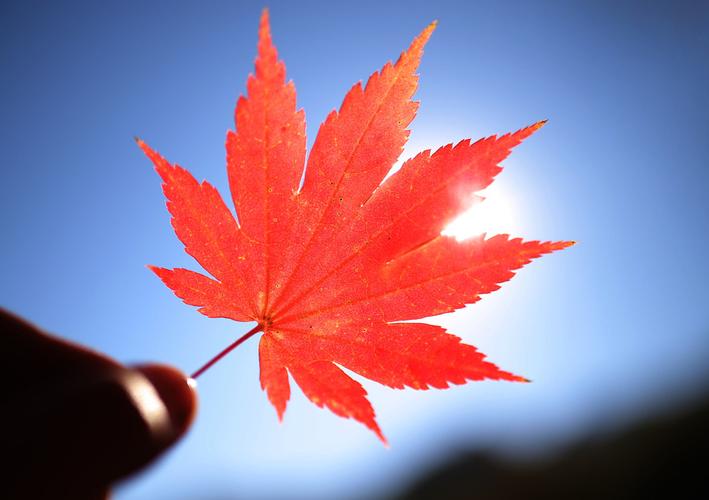 枫叶是什么样子的