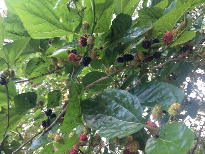 有几棵大的桑树,结了满树的桑葚,在果实成熟的时候我们去采摘过好几次