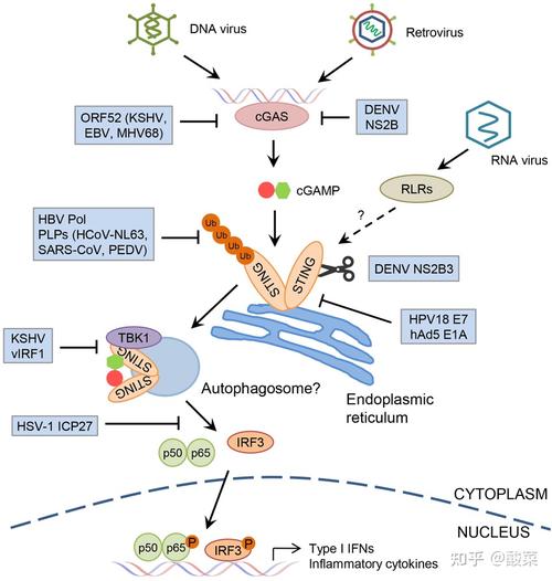 突变型p53抑制先天免疫信号通路先天免疫通路是机体防御外来病原体