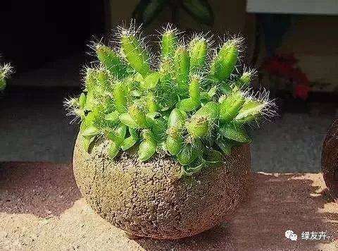 火龙果种子盆栽,就是这么种出来的!