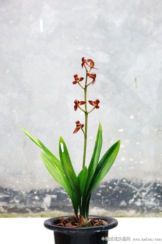 南海莲花(中南海)-墨兰篇-中国兰花交易网社区