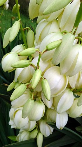 凤尾兰花语:希望之光,不消极失望,以乐观积极的心态去看待人生中遇到