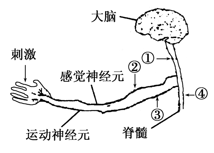 下图为人体神经系统的部分示意图,据图分析下列说法正确的是( )