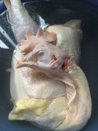 朋友们帮我看看这鸡冠这么大,是老母鸡嘛?