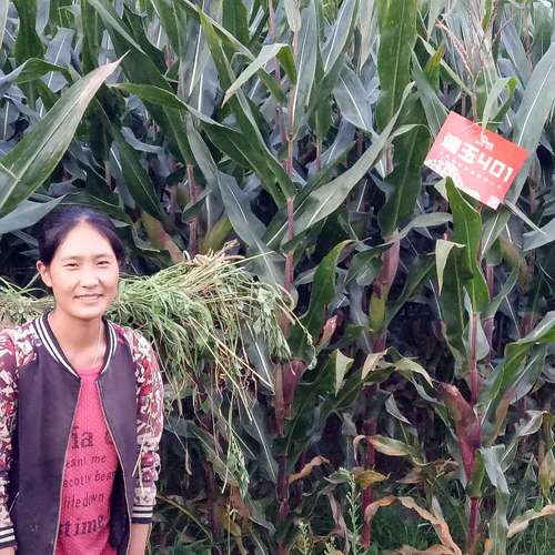 坡地上的迪玉401