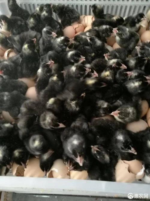 优质芦花鸡苗 芦花鸡种苗批发 黑芦花鸡苗供应 芦花鸡孵化