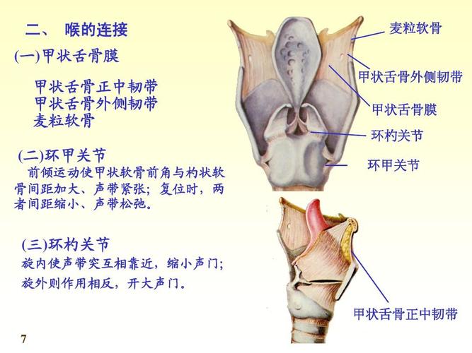 基础医学 chapter06呼吸系统 二, 喉的连接 麦粒软骨 (一)甲状舌骨膜