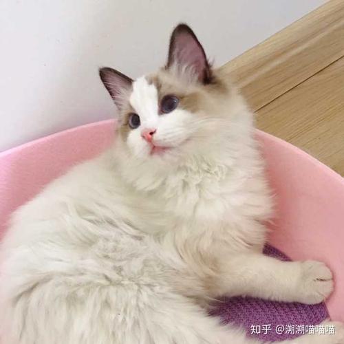 求生欲分界线:我说我喜欢布偶,不代表我就不喜欢中华田园猫了,性格好