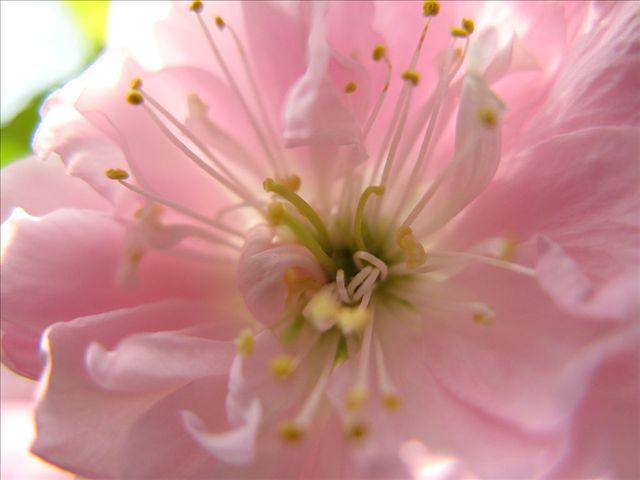 桃花,花蕊