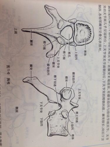 问:这张胸椎的侧面图,哪边是背侧哪边是腹侧?