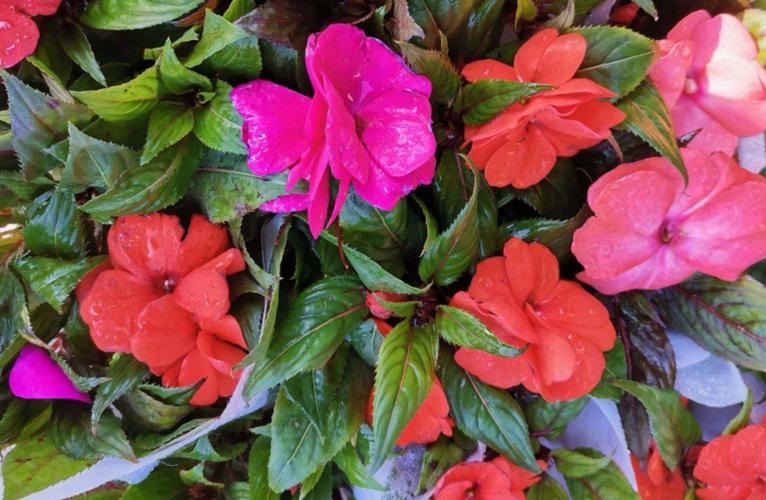 凤仙花,小名指甲花,夏季养花首选!