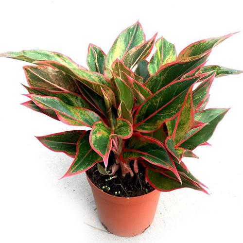 万年红盆栽彩叶净化空气客厅粗肋草推荐