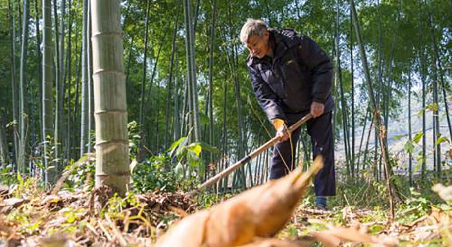 百度爱采购首页 商品专题_竹子 当然,也不能这么算,冬笋适当挖一下,也