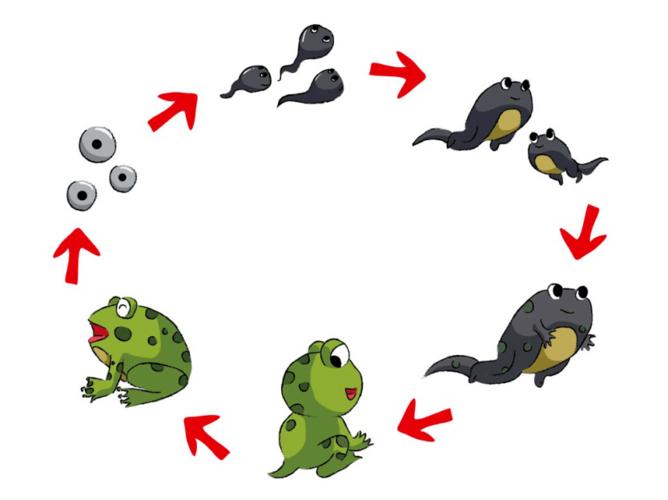 研究表明从水栖幼体变态发育至陆栖成体,尾部肌肉的退化消失,四肢骨骼