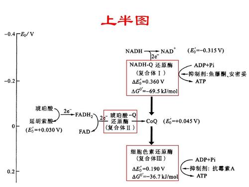 生物化学中点子传递以及氧化磷酸化的过程 第12页 (共80页,当前第12