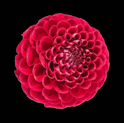 红色花朵旋转透明通道_1808x1800_高清视频素材下载