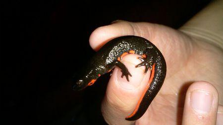 中华蝾螈有毒吗,怎么养