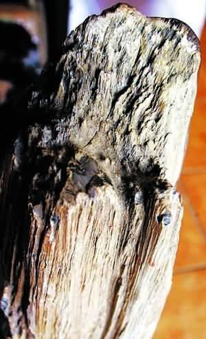 缅甸木化玉与新疆硅化木的区别