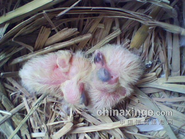 水,早上7点30分开始喂保姆鸽和种鸽,喂完鸽子后每间鸽棚再喂些保健砂