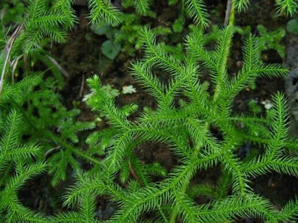 伸筋草的功效与作用