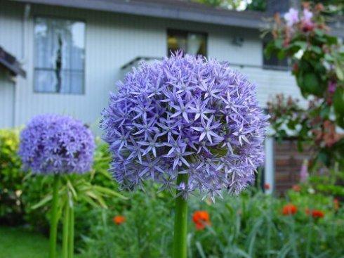 球根花卉-百合科/葱属\卡马百合属\雪宝花属等