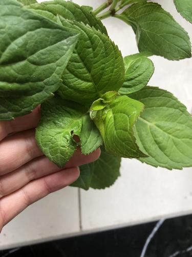 求助 各位帮我看看我的绣球是不是遭遇蓟马了