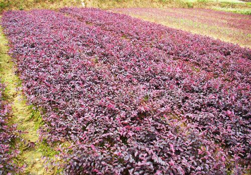 2020年红继木价格最新行情预测