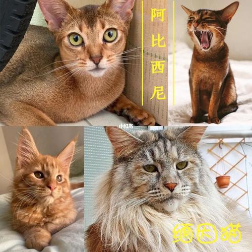 十种最适合家养的猫(受欢迎的猫)_波斯猫_暹罗猫_缅因