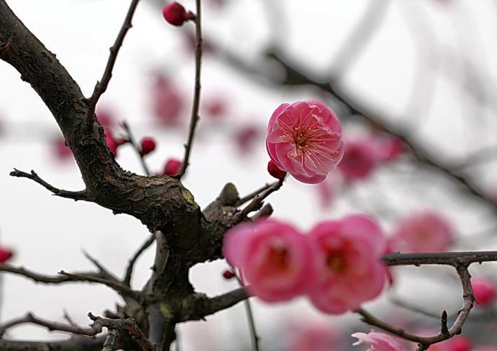 红梅赞