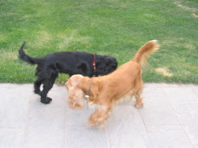 又来了一条长尾巴的可卡