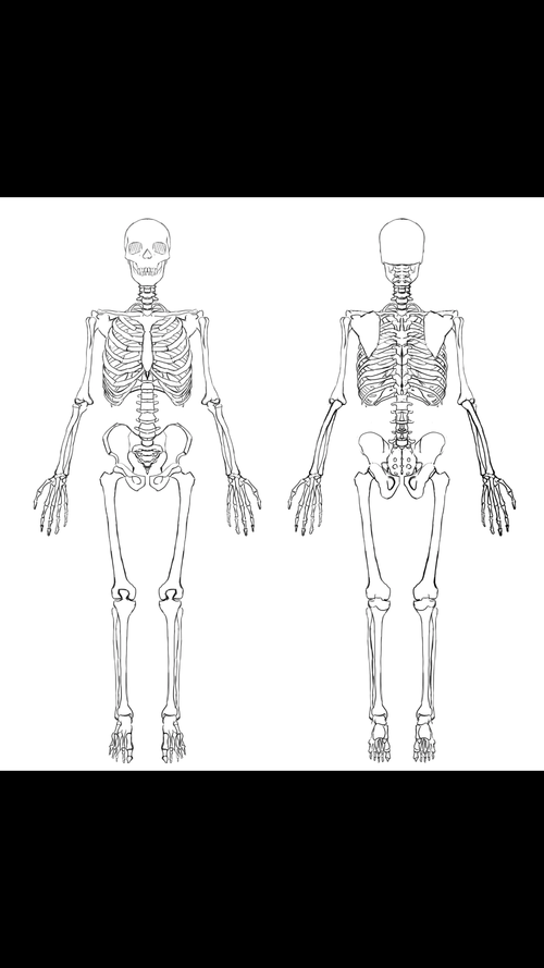 接触板绘,人体骨架了解一下