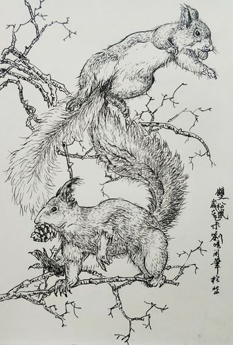 刘晛松鼠钢笔线描写生