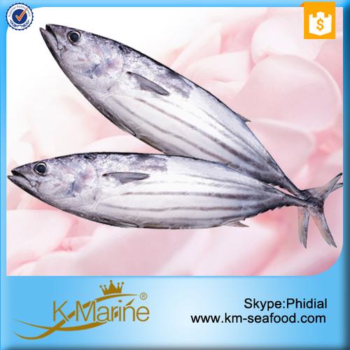frozen live fish skipjack tuna