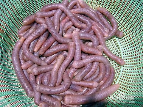 鱼饵的话很简单,钓河里溪里的用蚯蚓,钓海里的我们用虾或者沙虫