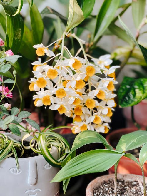 最美蜜花石斛_石斛_家居家装_家居装饰