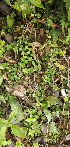 瑶山经典瑶药"五虎""九牛""十八钻""七十二风"