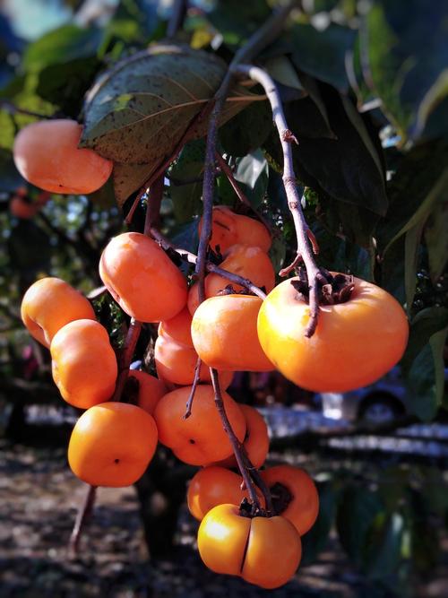 恭城红岩村月柿