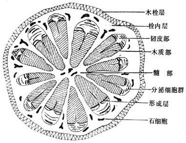 大血藤横切面简图(×10)