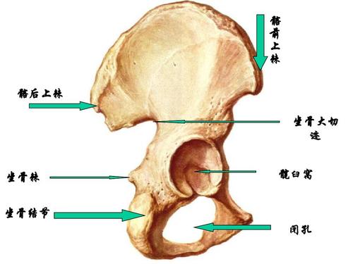 系统解剖学实验考试总题库半期专用答案ppt