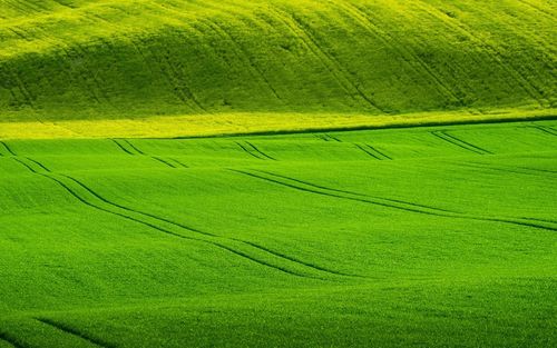 高清绿色草地护眼图片壁纸