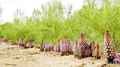 沙漠人参——肉苁蓉,到底有多少不为人知的好处?