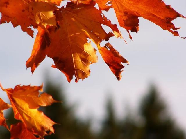 秋风起新凉思念在初秋