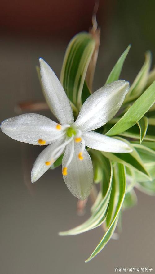 吊兰花