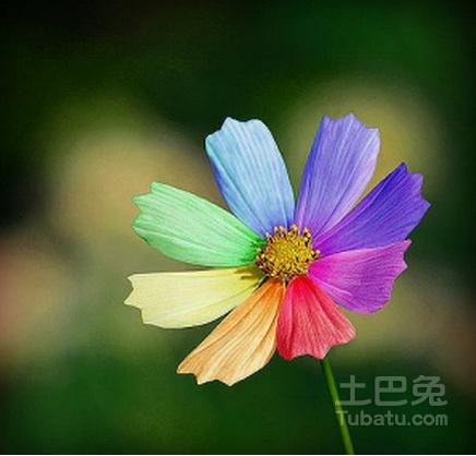 依米花的花语转瞬即逝的绚烂