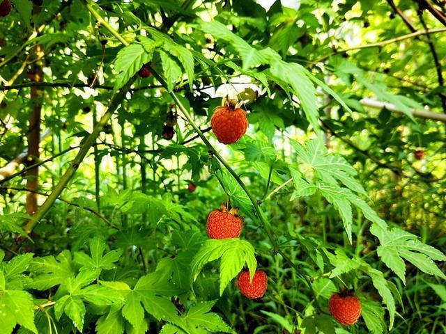 树莓在农村少有人吃在城里比较难买到殊不知阳台上就能种植