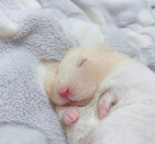 为什么仓鼠一直在睡觉?是生病了吗?